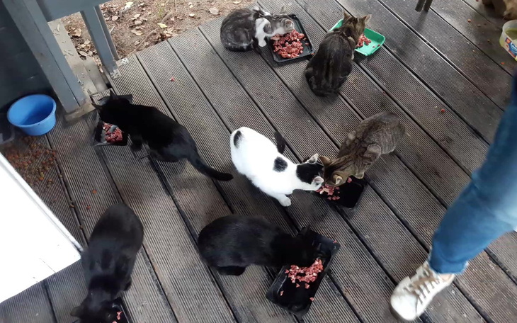 Zbiórka Bezdomne koty z działki - zdjęcie główne