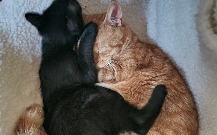 Dwa koty śpiące razem, czarny i rudy, w przytulnym miejscu.