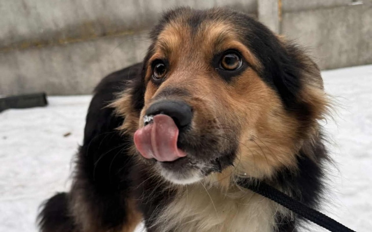 Pies z długim futrem, wpatrujący się w obiektyw.