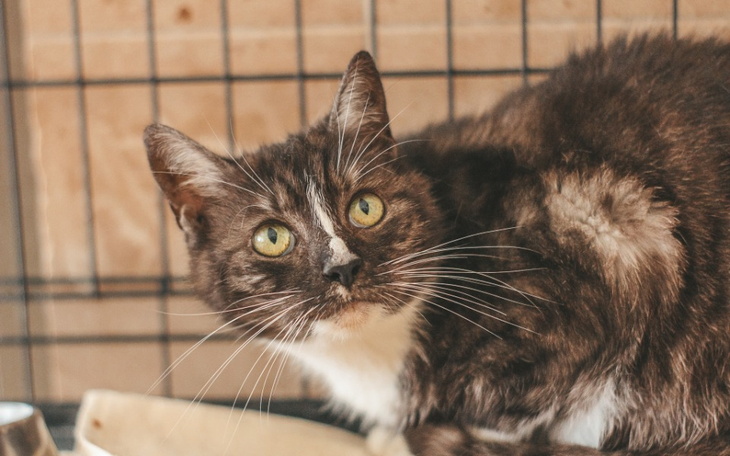 Zbiórka Skarbonka dla Pysi - zdjęcie główne