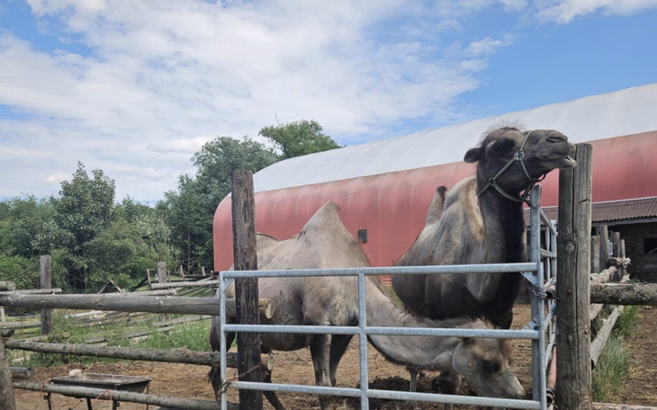 Dwa wielbłądy w zagrodzie, z niebieskim niebem w tle.