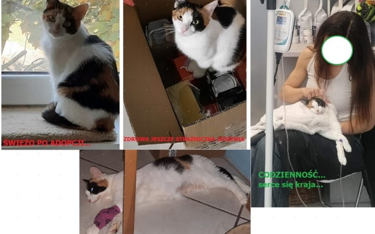 Zbiórka Trisia - zdjęcie główne