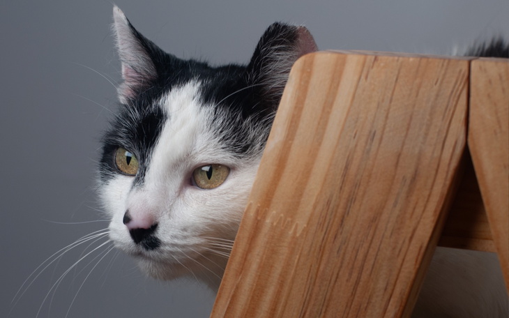 Kot z czarno-białym futrem wygląda zza drewnianej konstrukcji.