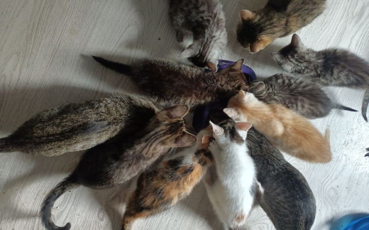 Zbiórka One muszą jeść - zdjęcie główne