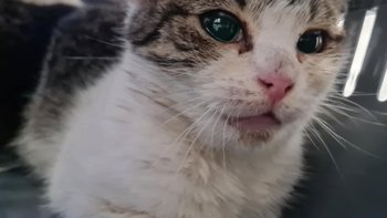 Zbiórka Kocie siostry walczą o zdrowie - miniaturka zdjęcia