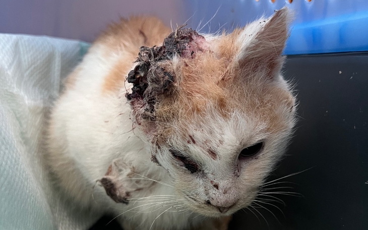 Zbiórka Leczenie Vincenta - zdjęcie główne