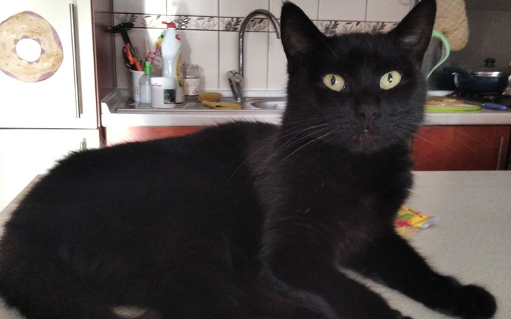 Zbiórka Ratujmy życie Misi - zdjęcie główne