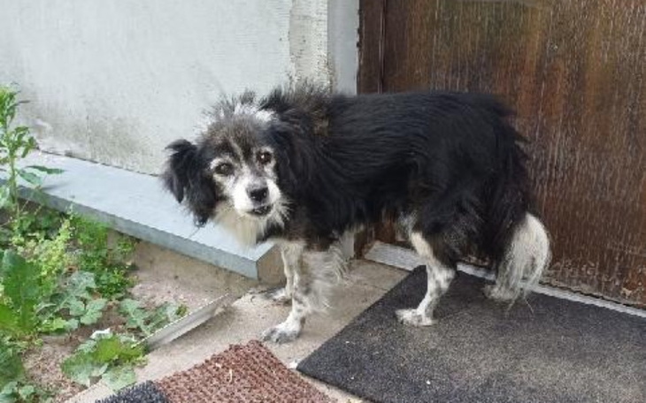 Mały czarny piesek stojący przy drzwiach.