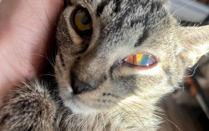 Zbiórka Marianek chiałby przeżyć - zdjęcie główne