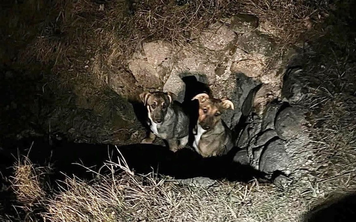 Dwa psy siedzące w ciemnej norze.