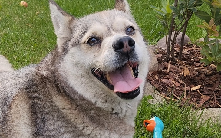Szczęśliwy pies z szerokim uśmiechem, bawiący się na trawie.