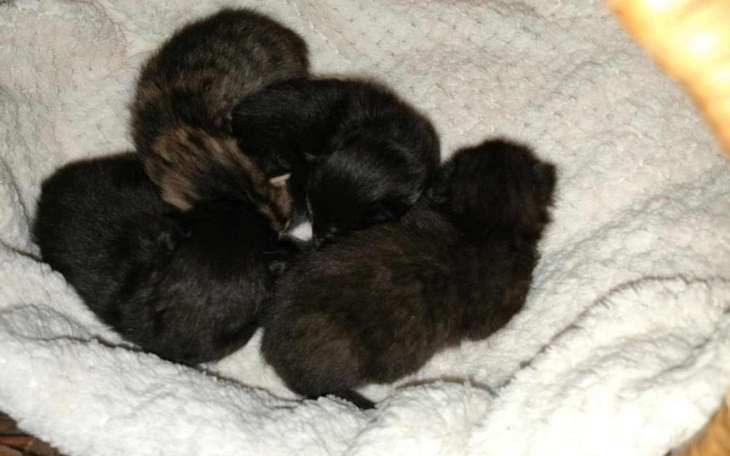 Słodkie kocięta śpiące w koszyku.