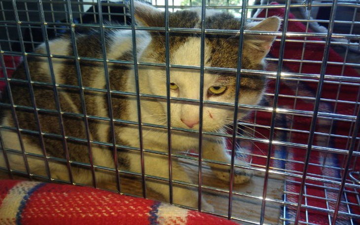 Zbiórka 3 koty, 3 zabiegi, 3 faktury - zdjęcie główne