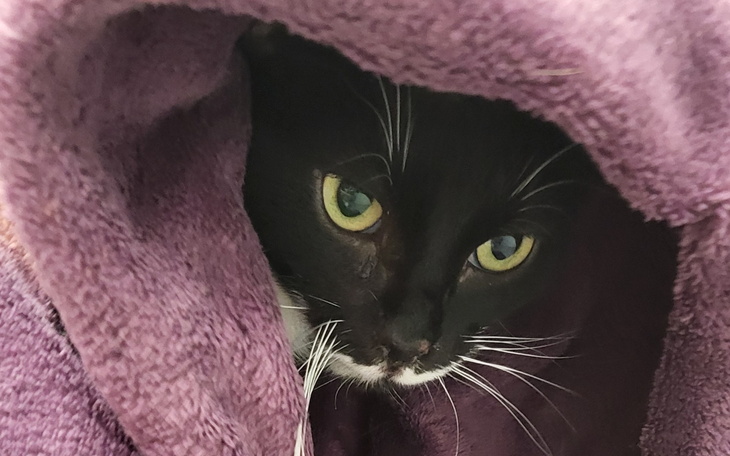 Kot schowany w kocyku, z wyrazem ciekawości.