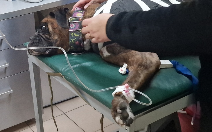 Zbiórka Leczenie Chesterka - zdjęcie główne