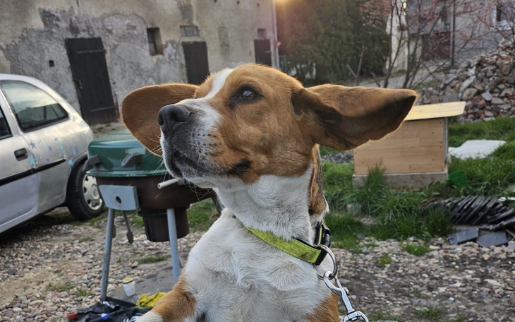 Beagle z uniesionymi uszami, patrzący w dal.