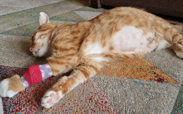 Zbiórka Pomóż mi uratować Przyjaciela - zdjęcie główne