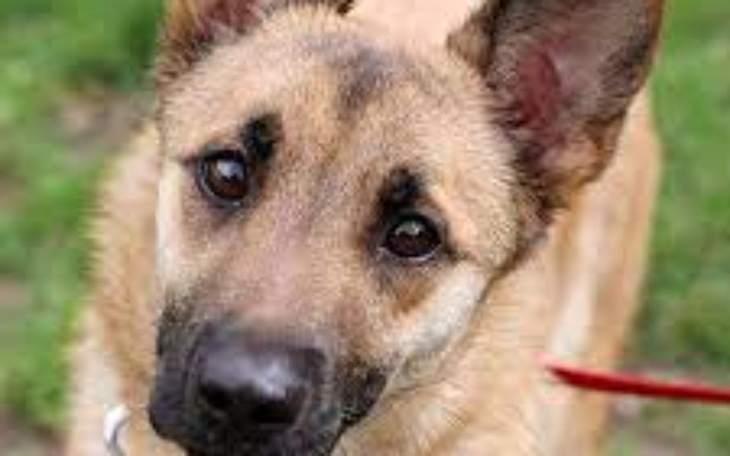 Zbiórka Koce, karma dla Zwierzaków - zdjęcie główne