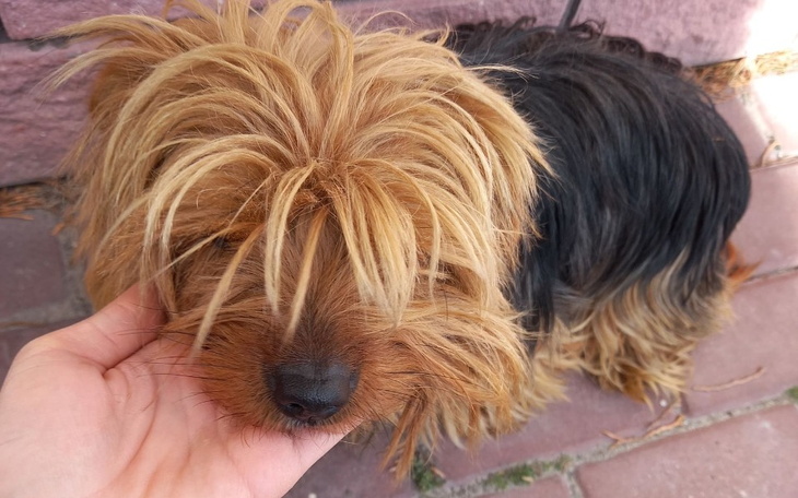 Zbiórka Na bezpieczną przystań - zdjęcie główne