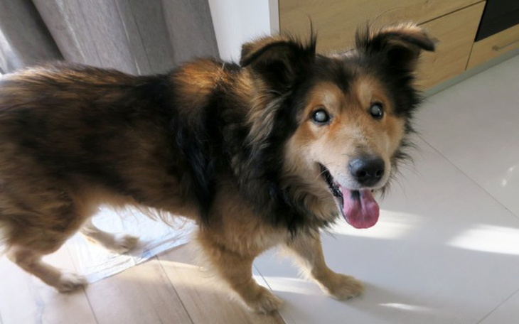 Zbiórka Niewidomy psiak o imieniu Tokio - zdjęcie główne