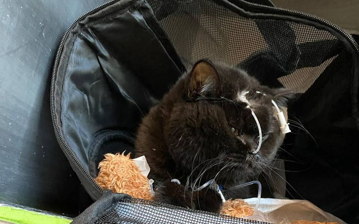 Zbiórka Na leczenie kotka 10 miesiecy - zdjęcie główne