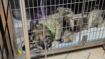 Zbiórka Walka o życie ALFY - miniaturka zdjęcia