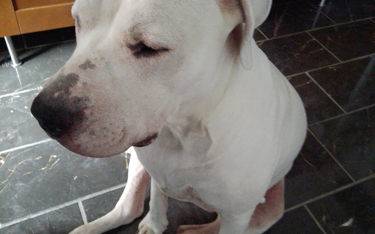 Pies siedzący na podłodze, z zamkniętymi oczami.