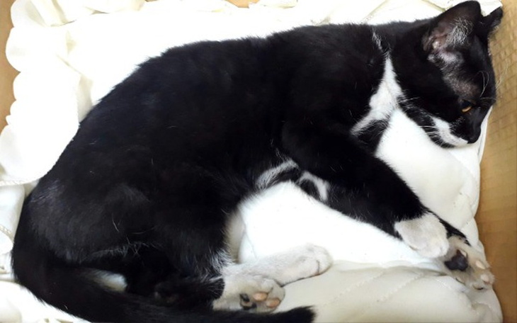 Zbiórka Pomoc dla małego kotka - zdjęcie główne