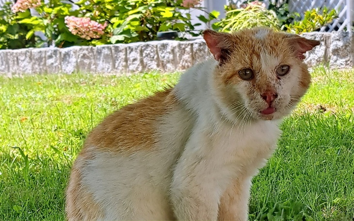 Rudy kot z uszkodzoną twarzą, wygląda na zmartwionego.