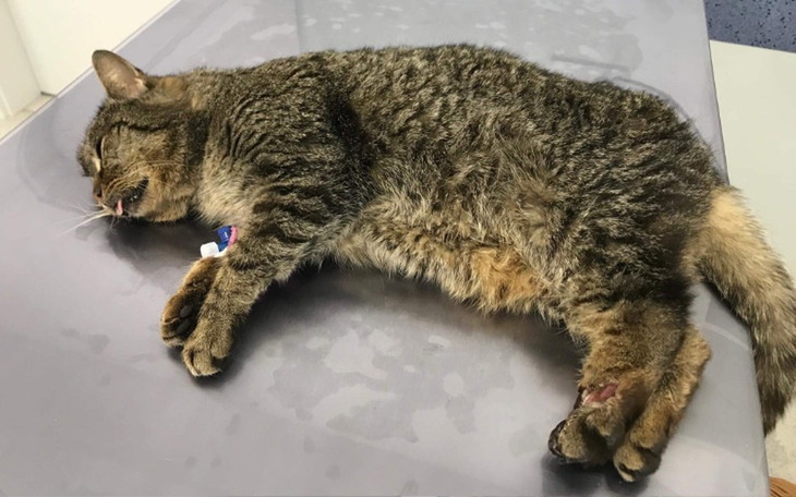 Zbiórka Fargo i jej łapka - zdjęcie główne