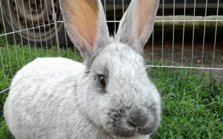 Zbiórka Kastracje i diagnostyka królików - zdjęcie główne