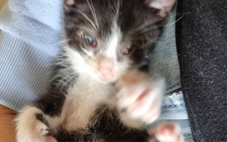 Zbiórka Chore male kotki - zdjęcie główne