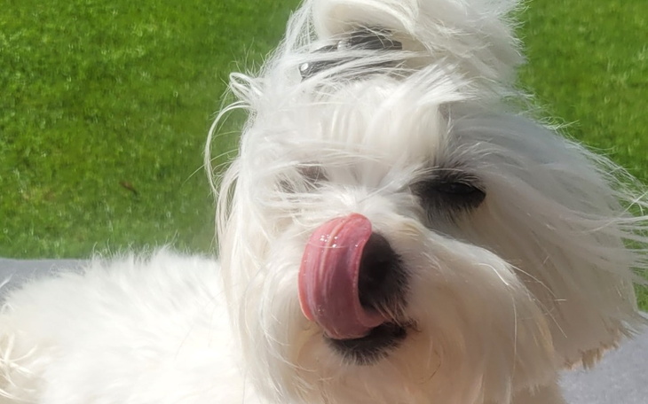 Zbiórka leczenie operacja pieska Mija - zdjęcie główne