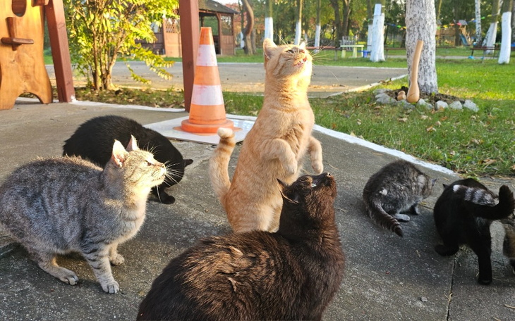 Grupa kotów bawiących się na zewnątrz w słoneczny dzień.