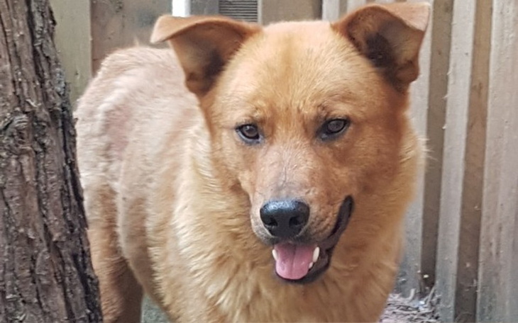 Pies o brązowym futrze, uśmiechający się do kamery.