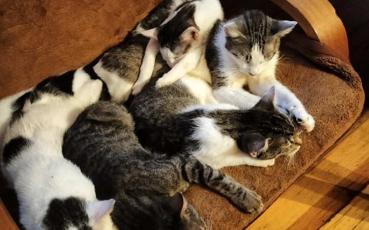 Zbiórka Zbieramy na żywność dla kociaków - zdjęcie główne