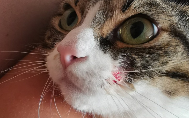 Zbiórka Leczenie cleo - zdjęcie główne