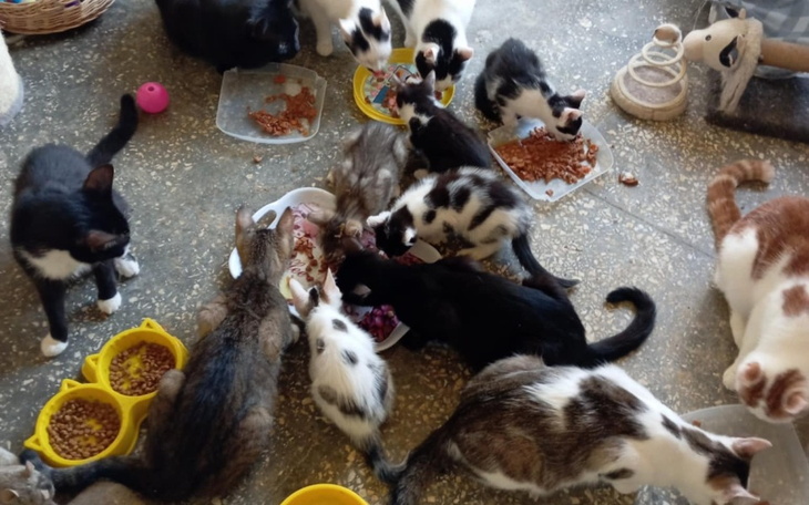 Grupa kotów jedzących razem z misek na podłodze.