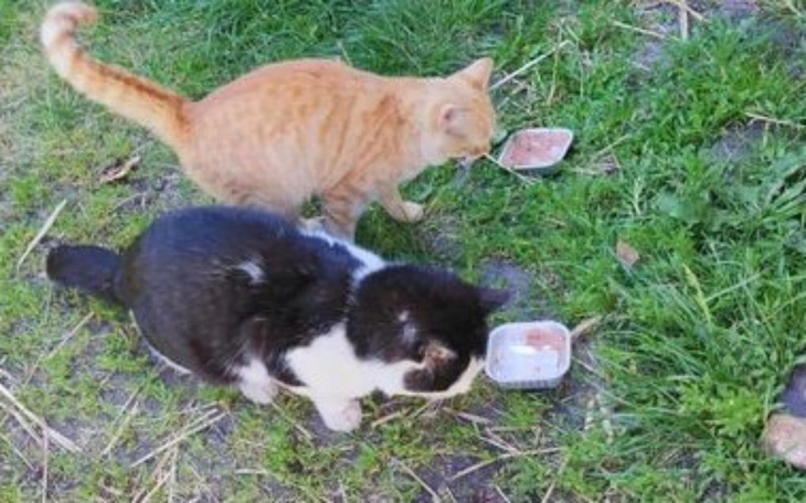 Zbiórka Koty z opuszczonego domu - zdjęcie główne