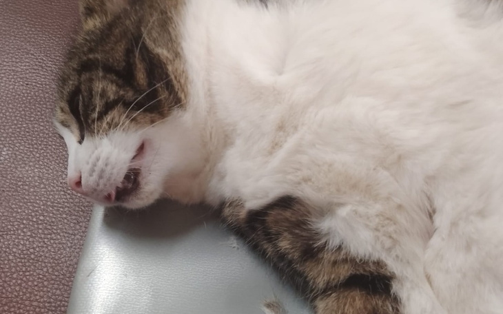 Zbiórka Kotka przewracała się na drodze - zdjęcie główne