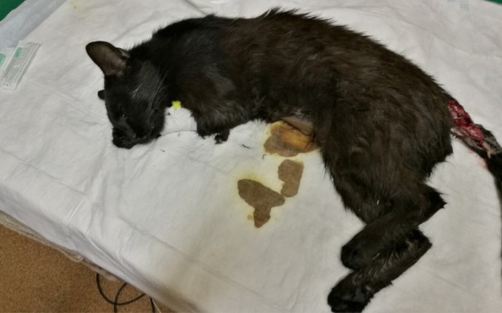 Zbiórka Fart- kot z oderwanym ogonem - zdjęcie główne