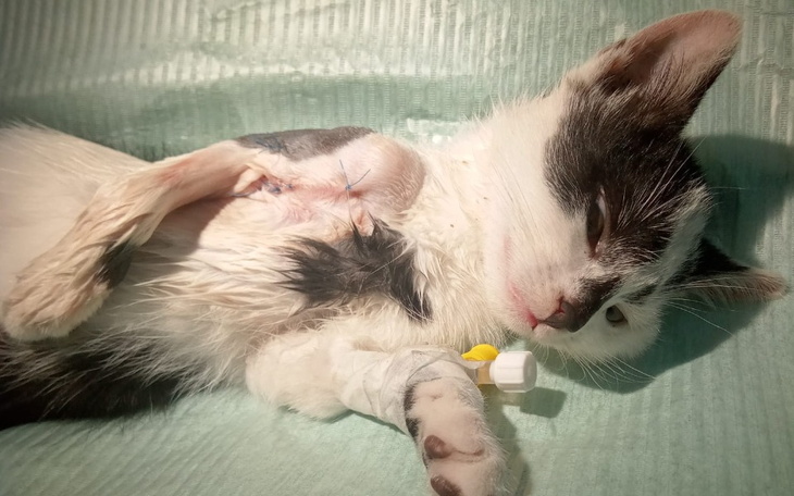 Zbiórka Ratujemy małą Bibi - zdjęcie główne