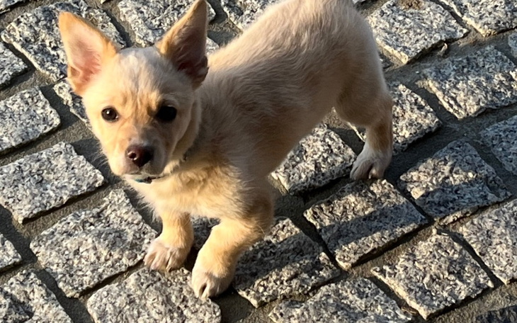 Mały piesek na chodniku, patrzący w obiektyw.