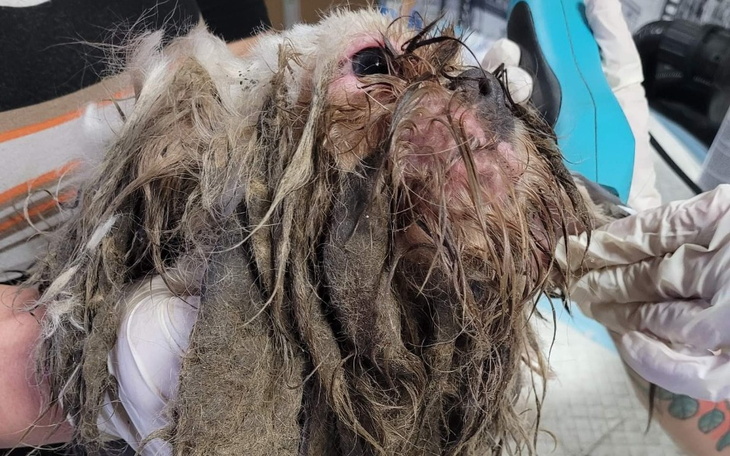 Zbiórka Karol Shih tzu mop - zdjęcie główne