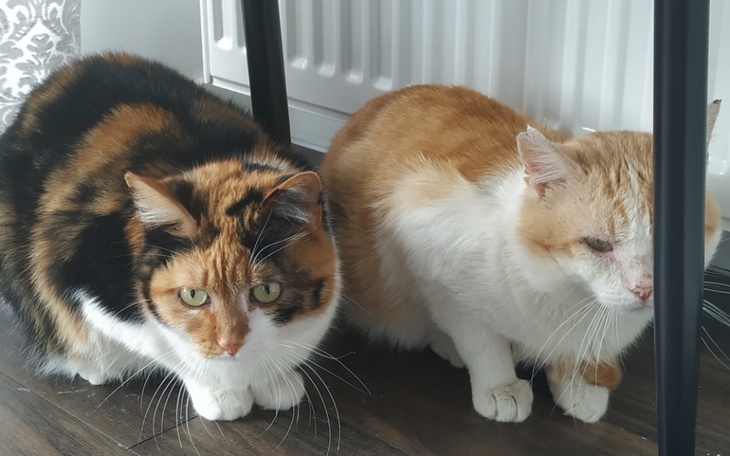 Zbiórka Ołena i Wołodia z UA - zdjęcie główne