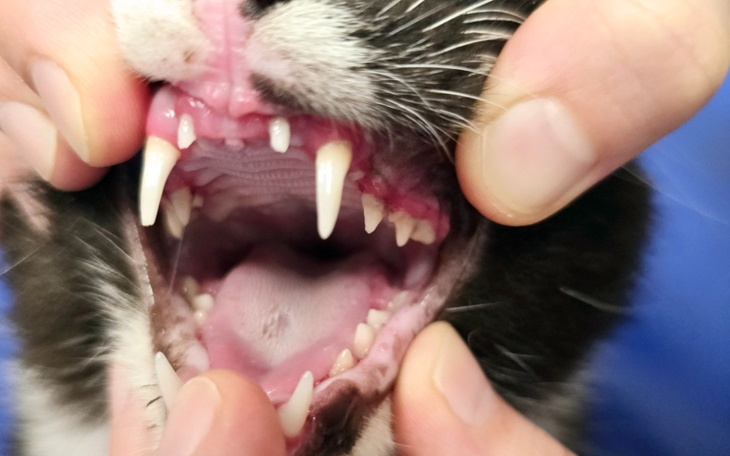 Weterynarz pokazuje zęby kota, dbając o jego zdrowie.