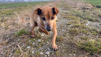 Zbiórka Goździk 14 lat - Magia Świąt 🙏 - miniaturka zdjęcia