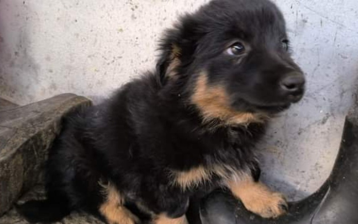 Zbiórka Niechciana suczka i szczeniaki - zdjęcie główne