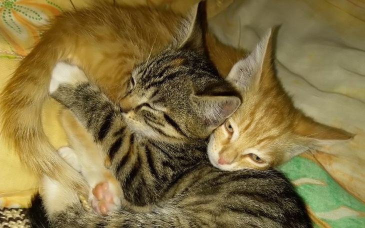 Zbiórka Maciek i Zuzia - zdjęcie główne