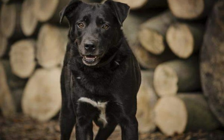 Zbiórka Wspieraj zwierzaki! - zdjęcie główne